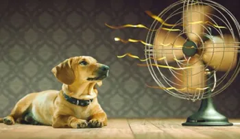  Ventiladores, ¿riesgo para tu salud?