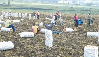 Según la FAO FAO dice RD logró meta â??Hambre Ceroâ? con 2 años de antelación