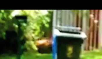 ¿El tigre de Tasmania sigue vivo? El misterioso animal "aparece" en un video