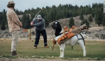 La primera cabra caddie del mundo del golf vive en este lugar de Estados Unidos