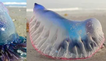 Si ves esto en la playa, ¡CORRE!