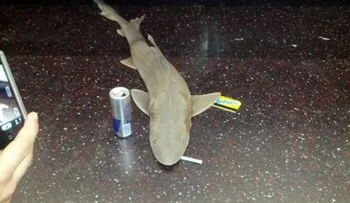 Encuentran tiburón muerto en el metro de Nueva York