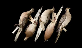 Viaje al museo de las especies extintas