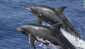 Encuentran un extraño híbrido entre ballena y delfín cerca de Hawai