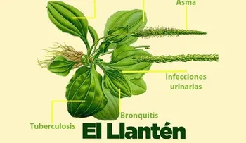 El llantén: Para el asma, hepatitis, tuberculosis, bronquitis; maravillosas propiedades