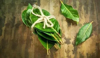 10 beneficios de las hojas de laurel que mantienen alejadas las enfermedades