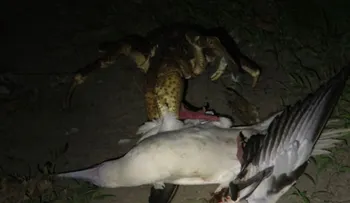 Un biólogo grabó a una especie gigante de cangrejos que cazan y devoran aves
