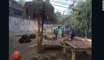 Matan a 2 leones para salvar a un hombre que saltó a su jaula, en el Zoológico Nacional de Chile