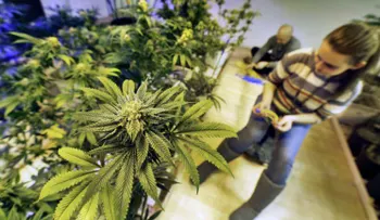Estados Unidos abre sus primeros "coffee shops" para consumidores de marihuana