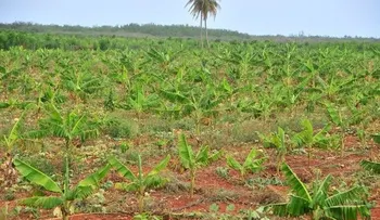 Pedernales tiene en la agricultura una base para el sustento