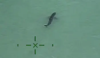 Avistan 25 tiburones blancos en la costa del sur de California