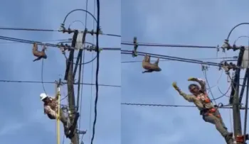 Técnico rescata a un perezoso que quedó colgado en un cable de alta tensión