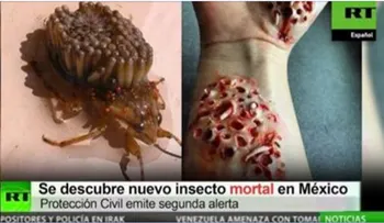 Confirman 15 mil fallecidos por picadura de insecto mortal en México