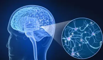Las neuronas en la corteza olfativa pueden asociar el olor con el espacio