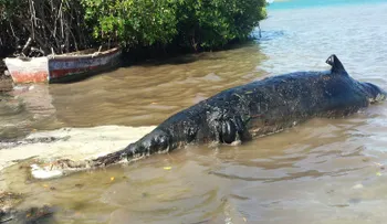 Enorme ballena muerta causa asombro en playa de Azua