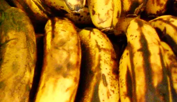 Plátanos bien maduros son capaces de combatir el cáncer