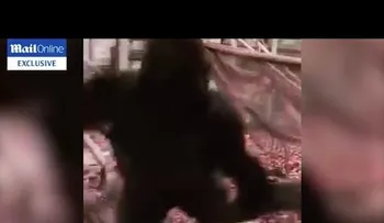 Un gorila provoca pánico al destruir su jaula y escapar