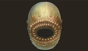 Científicos descubrieron al "antepasado humano más antiguo": una criatura marina microscópica y de cabeza gigante