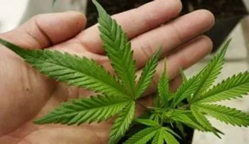 Proponen en Nueva Jersey el uso de marihuana para el dolor menstrual
