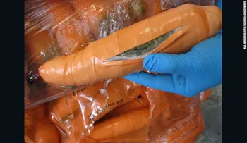 Incautan una tonelada de marihuana escondida en zanahorias falsas