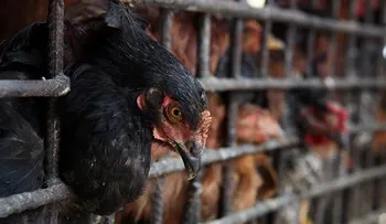 ASOHUEVOS se opone a la importación de pollos.