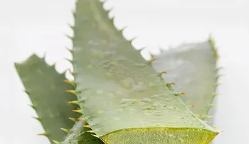 Mascarilla casera de aloe vera para las líneas de expresión 