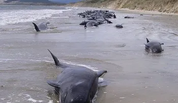 Unas 20 ballenas mueren tras quedar varadas en Chile