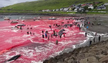 El mar se tiñe de rojo tras una masiva caza de ballenas en Islas Faroe