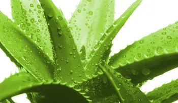 Aloe Vera: La planta del Milagro