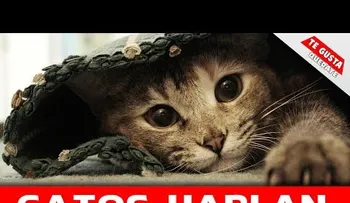 Te cagas de la risa: Gatos que hablan como personas
