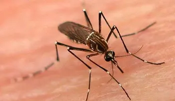 En San Diego de Los Altos aumentan los casos de dengue