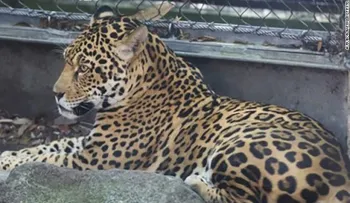 Un jaguar escapa de su jaula en un zoológico y mata a seis animales