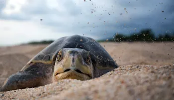 Mexico usará drones para vigilar y proteger a la tortuga golfina