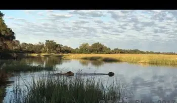 Un león salva a su hermano menor del feroz ataque de un cocodrilo