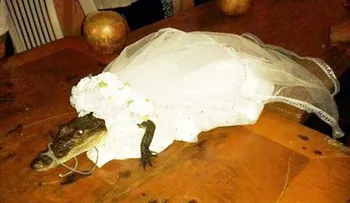 Video: Un alcalde mexicano 'se casa' con un cocodrilo