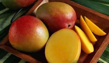 El mango: compañero ideal de la marihuana