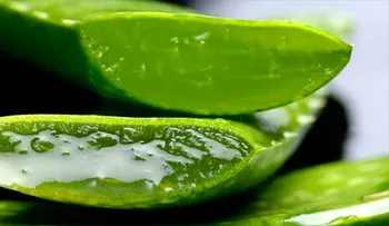 Los egipcios llamaban al aloe vera la planta de la inmortalidad. Descubre el porqué