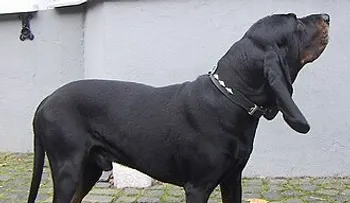 Los perros callejeros también pueden ser grandes compañeros