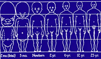 Cómo influyó la evolución en el desarrollo del pene