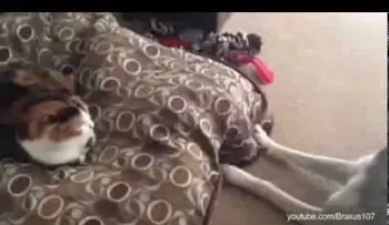 Reacciones de perros al ver que un gato les ha robado la cama (VIDEO)