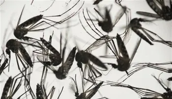 OMS alerta que el virus zika se "propaga de forma explosiva"