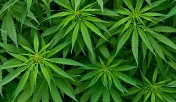 Consumo adictivo de cannabis puede afectar corazón de jóvenes 
