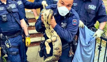Policía NY atrapa pitón en vecindario del Bronx