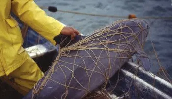 Quedan menos de 30 vaquitas marinas: ¿las veremos desaparecer por completo?