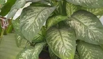 Pelígro!! Atención a todas las personas que tengan esta planta en su casa