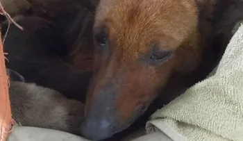 Una perra salvó a un bebé abandonado de morir de frío en Argentina