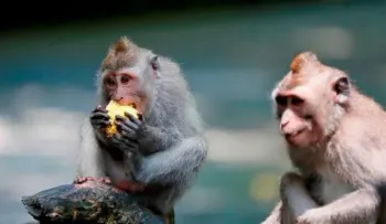 Un gen de monos y ratones interfiere con el VIH y el ébola