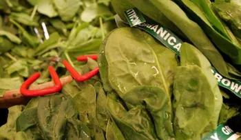 Los 10 mejores alimentos que dan muchos nutrientes
