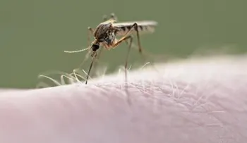 La fiebre rompehueso del dengue; cuidado si te deja atrapar