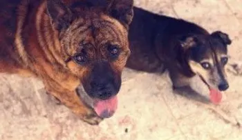 Esterilizarán perros y gatos callejeros en la Ciudad Colonial